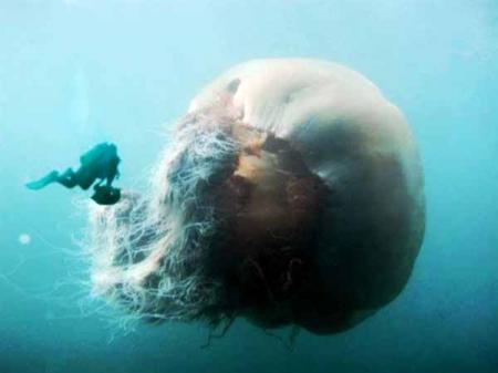 medusa.jpg